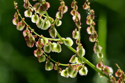 Rumex acetosa