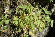 Rumex scutatus