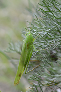 Ruspolia nitidula