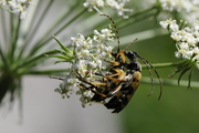 Rutpela maculata