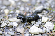 Salamandra atra