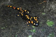 Caudata