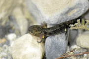 Salamandra salamandra
