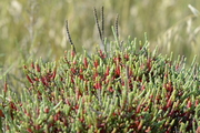 Salicornia