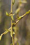 Salix babylonica