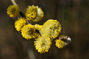Salix caprea