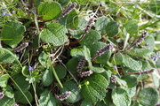 Salix reticulata