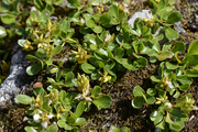 Salix retusa