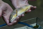 Salmoniformes