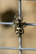 Salticus scenicus