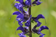Salvia pratensis