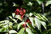 Sambucus racemosa
