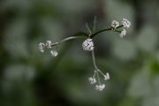 Sanicula europaea
