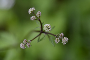 Sanicula europaea