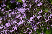 Saponaria ocymoides