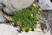Saxifraga aizoides