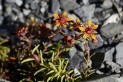 Saxifraga aizoides