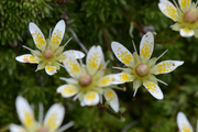 Saxifraga bryoides