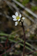 Saxifraga bulbifera