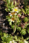 Saxifraga exarata