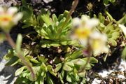 Saxifraga exarata