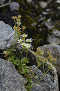 Saxifraga exarata
