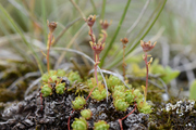 Saxifraga moschata