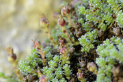 Saxifraga oppositifolia