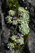 Saxifraga paniculata
