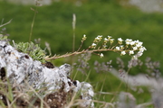 Saxifraga paniculata
