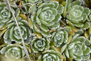 Saxifraga paniculata