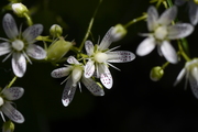 Saxifraga rotundifolia