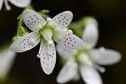 Saxifraga rotundifolia