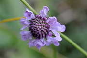 Scabiosa