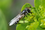 Scaeva pyrastri
