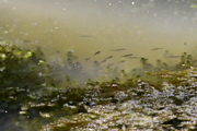 Scardinius erythrophthalmus