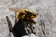 Scathophaga stercoraria