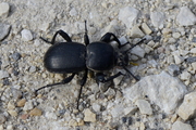 Scaurus atratus