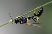 Sceliphron caementarium