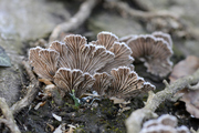 Schizophyllum commune