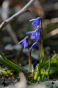 Scilla siberica