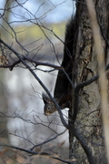 Sciurus vulgaris