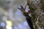 Rodentia