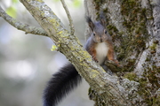 Sciurus vulgaris