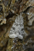 Scoparia ambigualis