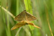 Scopula immorata