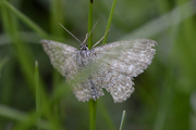 Scopula immorata