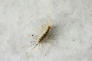 Scutigeromorpha