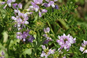 Securigera varia