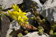Sedum acre